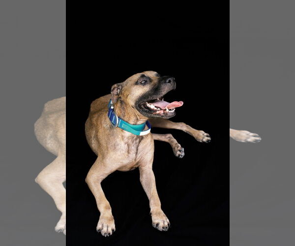 Medium Photo #2 American Pit Bull Terrier Puppy For Sale in Orlando, FL, USA