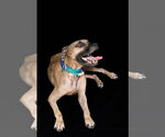 Small #1 American Pit Bull Terrier