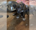 Small Photo #14 American Bully-Boxer Mix Puppy For Sale in HAMMOND, IN, USA