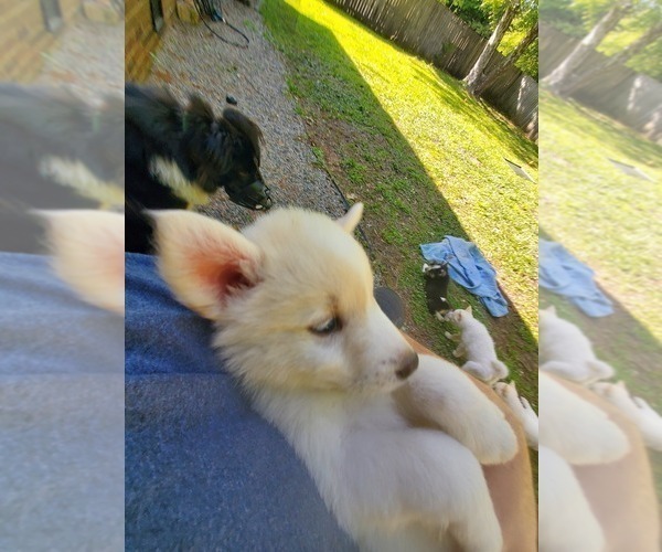 Medium Photo #3 Border Collie-Siberian Husky Mix Puppy For Sale in GOOSE CREEK, SC, USA