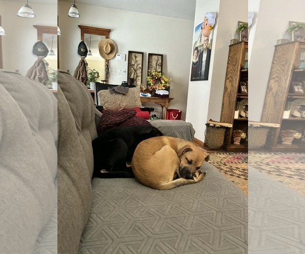 Medium Photo #9 Boxer-Unknown Mix Puppy For Sale in Burnsville, MN, USA