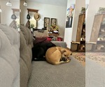 Small #8 Boxer Mix