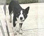 Small #1 Border Collie