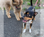 Small Photo #8 Miniature Pinscher-Unknown Mix Puppy For Sale in Washington, DC, USA