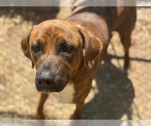 Mutt Dogs for adoption in Tulsa, OK, USA
