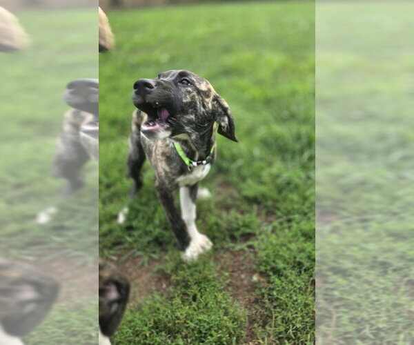 Medium Photo #4 Boxer-Unknown Mix Puppy For Sale in Aurora, IN, USA