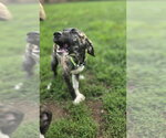 Small #3 Boxer Mix