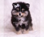 Small Photo #88 Pomeranian Puppy For Sale in WARSAW, IN, USA