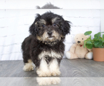 Small Photo #2 Maltipoo Puppy For Sale in RED LION, PA, USA