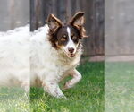 Small #8 Border-Aussie
