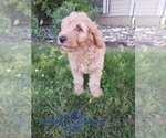 Small Photo #21 Goldendoodle Puppy For Sale in TOPEKA, IN, USA