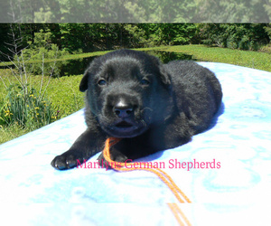German Shepherd Dog Puppy for sale in PIEDMONT, MO, USA