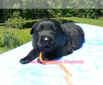 Image preview for Ad Listing. Nickname: Orange Ginger