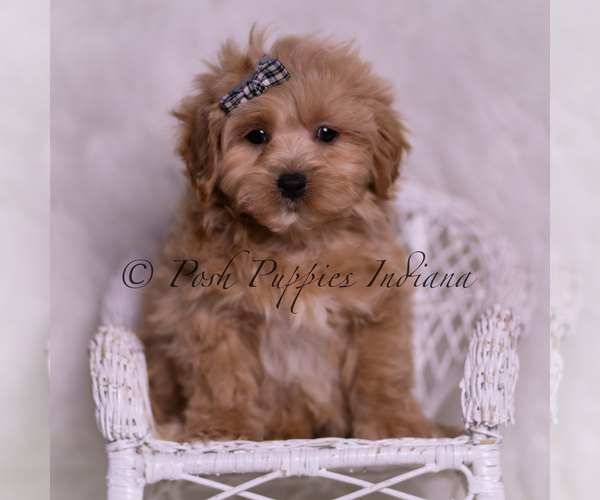 Medium Photo #17 Maltipoo (Miniature) Puppy For Sale in WARSAW, IN, USA