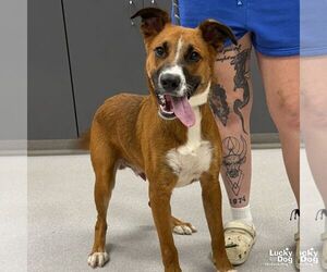 Boxer-Unknown Mix Dogs for adoption in Washington, DC, USA
