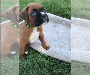 Boxer Puppy for sale in APPLE CREEK, OH, USA