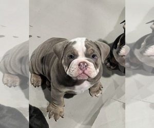 American Bulldog Puppy for sale in CHARLOTTE, NC, USA