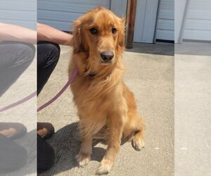 Golden Retriever Dogs for adoption in Evansville, IN, USA