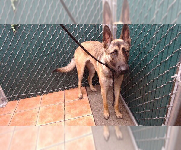 Medium Photo #1 Mutt Puppy For Sale in Downey, CA, USA