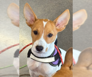 Rainy - Female Mutt Dog for Adoption - Photo #3