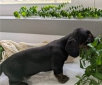Small #2 Dachshund