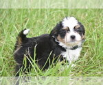 Small #3 Auss-Tzu