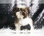 Small #3 Shih Tzu