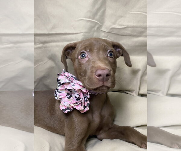 Medium Photo #5 Black Mouth Cur-Labrador Retriever Mix Puppy For Sale in Hillsboro, MO, USA