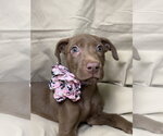 Small #4 Black Mouth Cur-Labrador Retriever Mix