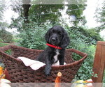 Puppy Brooks Cocker Spaniel-Miniature Bernedoodle Mix