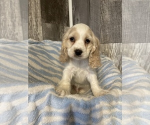 Cocker Spaniel Puppy for sale in CANOGA, NY, USA