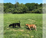 Small #18 Labrador Retriever Mix