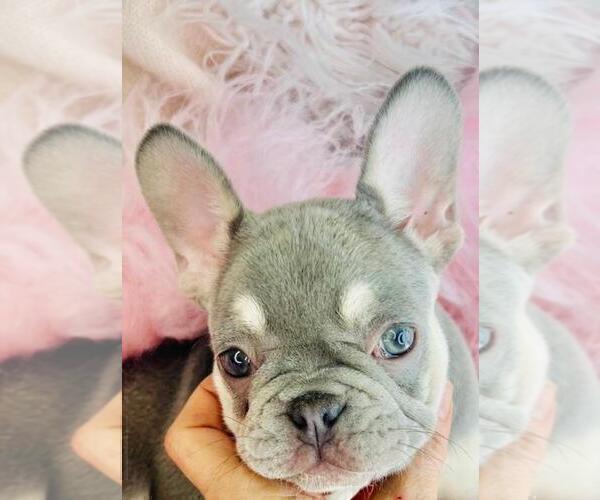 Medium Photo #3 French Bulldog Puppy For Sale in TAMPA, FL, USA