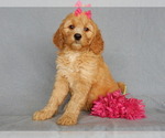 Small Photo #7 Goldendoodle Puppy For Sale in MILLERSBURG, OH, USA