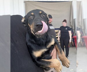 Doberman Pinscher Dogs for adoption in Bakersfield, CA, USA