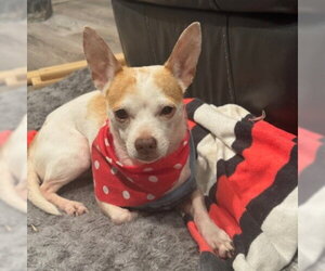 Rocky #pocket-pooch - Male Chihuahua-Unknown Mix Dog for Adoption - Photo #2
