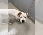 Small American Pit Bull Terrier Mix