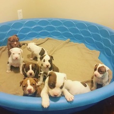 American Pit Bull Terrier Puppy for sale in KANSAS CITY, MO, USA