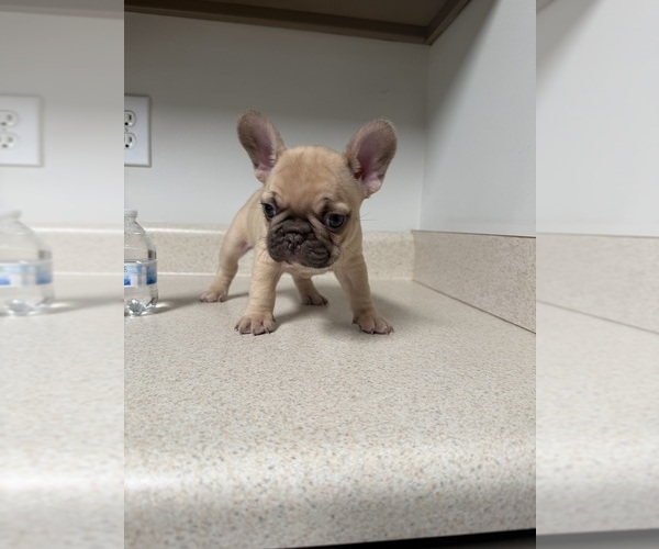 Medium Photo #5 French Bulldog Puppy For Sale in BONAIRE, GA, USA