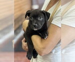 Small Photo #4 Labrador Retriever-Unknown Mix Puppy For Sale in Dana Point, CA, USA