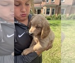 Puppy Puppy 2 Ginger Goldendoodle (Miniature)