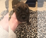 Small Photo #2 Boxer Puppy For Sale in LEXINGTON, KY, USA