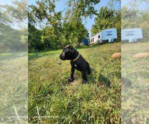 Cane Corso Puppy for sale in OSSEO, WI, USA