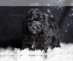 Puppy AKC Sirus Poodle (Toy)