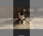 Small Photo #10 Miniature Australian Shepherd Puppy For Sale in WITTMANN, AZ, USA