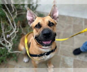 Mutt Dogs for adoption in Ojai, CA, USA