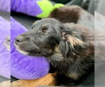Small #1 Australian Shepherd Mix