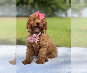 Goldendoodle (Miniature) Puppy for sale in FROSTPROOF, FL, USA