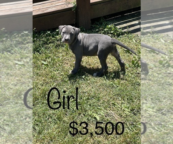 Medium Photo #2 American Bully Puppy For Sale in BEECH GROVE, IN, USA