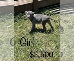 Small Photo #2 American Bully Puppy For Sale in BEECH GROVE, IN, USA